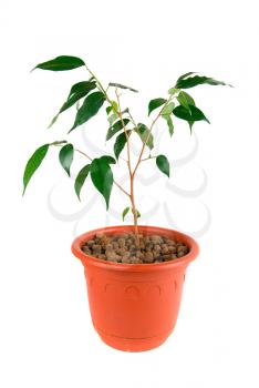 Royalty Free Photo of a Tree in a Flowerpot 
