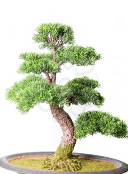 Royalty Free Photo of a Bonsai Tree