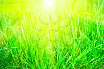Royalty Free Photo of a Grassy Background
