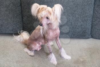 Royalty Free Photo of a Chinese Crested Dog