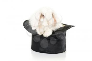 Royalty Free Photo of a Rabbit in a Top Hat
