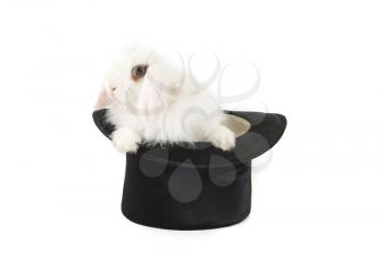 White bunny at black hat isolated on a white background