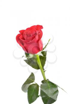 Royalty Free Photo of a Red Rose 