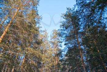 Royalty Free Photo of Trees in a Forest
