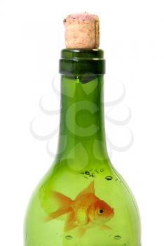 Royalty Free Photo of a Goldfish in a Bottle of Wine