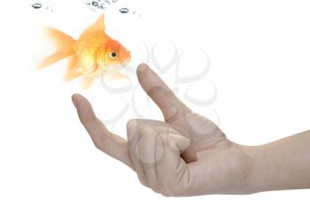 Royalty Free Photo of a Person Holding a Goldfish