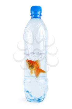 bottle with drinking water and swiming there gold fish isolated on white