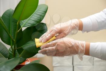 Girl at gloves cleaning ficus plant by wet sponge