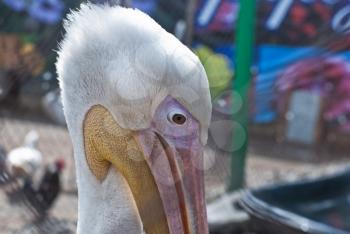 Photo of great white pelican closeup - Pelecanus onocrotalus