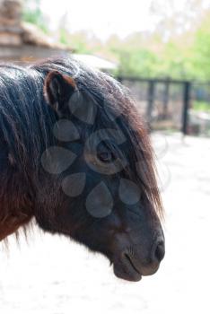 pony closeup photo on a summer background
