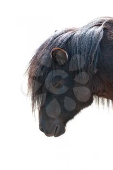 pony closeup photo on a white background
