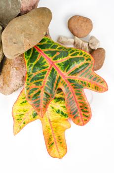 stones with color leaf on a white background
