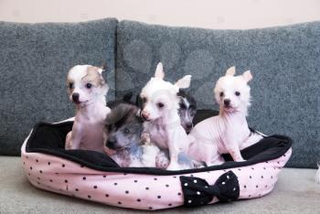 chinese crested puppy dogs in front at sofa