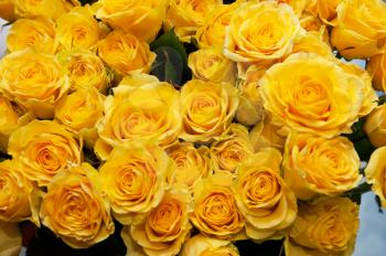yellow natural roses background