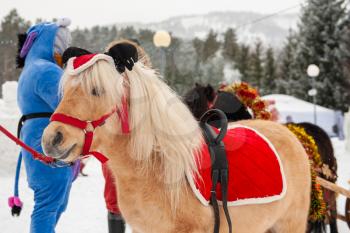 BYURIZOVAYA KATUN. ALTAISKIY KRAI. WESTERN SIBERIA. RUSSIA - DECEMBER 1, 2018: Little pony on folk winter holiday called the Altaiskaya Zimovka holiday - the first day of winter on December 1, 2018 in Altayskiy krai, Siberia, Russia.