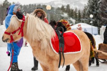 BYURIZOVAYA KATUN. ALTAISKIY KRAI. WESTERN SIBERIA. RUSSIA - DECEMBER 1, 2018: Little pony on folk winter holiday called the Altaiskaya Zimovka holiday - the first day of winter on December 1, 2018 in Altayskiy krai, Siberia, Russia.