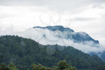 Forested mountain slope in low lying cloud with green conifers shrouded in mist in Altai Mountains