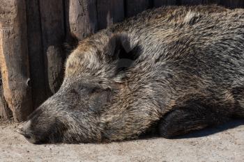 Wild boar in the zoo, closeup photo