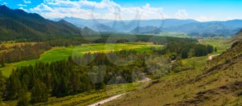 Beauty panoramic picture of summer Altai. Green and yellow meadow with trees on mountain background