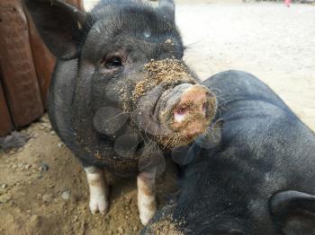 Two small black pigs at farm