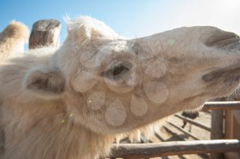 Closeup portrait of the white camel on a beautiful sunny day
