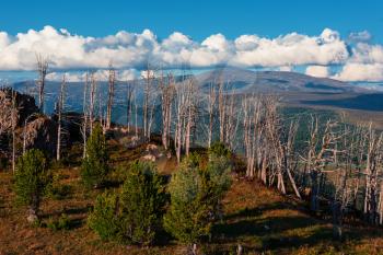 Landscape with dead forest on the mountain pass, height over 2000 meters, in the mountains in Altay
