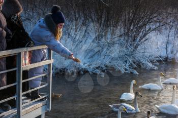 SVETLOE LAKE. ALTAISKIY KRAI. WESTERN SIBERIA. RUSSIA - DECEMBER 2, 2018: Girl feeding swans in the Altaiskaya Zimovka holiday - the first day of winter on December 2, 2018 in Altayskiy krai, Siberia, Russia.