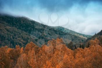 Amazing view of the autumn day with orange trees and grass in Altay mountain