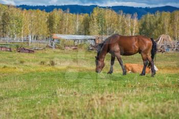Wild horse in Altai mountain. beauty autumn day