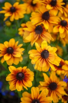 Field of yellow flowers of orange coneflower also called rudbeckia, perennial black-eyed susan. Latin name - Rudbeckia hirta.