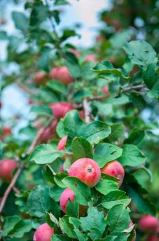 Apple tree with apples, organic natural fruits in a garden, harvest concept