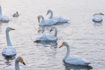 Beautiful white whooping swans swimming in the nonfreezing winter lake. The place of wintering of swans, Altay, Siberia, Russia.