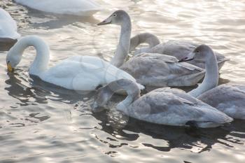 Group of Beautiful white whooping swans swimming in the nonfreezing winter lake. Age birds with their young brood, family concept