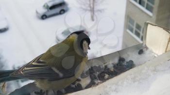 Tits fly to the feeder with seeds. Concept of feeding birds in winter. Feeder on the window of the house. Slowmo video