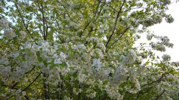 Beautiful white apple blossoms on fruit trees in spring sunny garden.