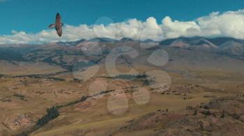 Hawk or kite on aerial video of the Kurai steppe between the Kurai and the North Chuia Ranges in the south-eastern Altai, Siberia, Russia