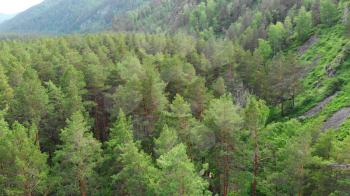 4K aerial of flying over a beautiful green forest in a rural landscape, in Altai mountains