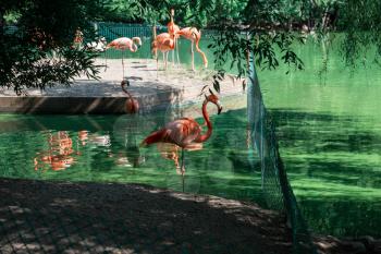 Pink flamingos walking in the water with reflections -Phoenicopterus roseus-