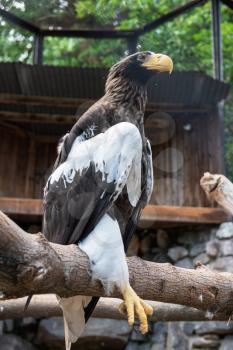 Beautiful Steller's sea eagle sitting on the wood branch at the zoo