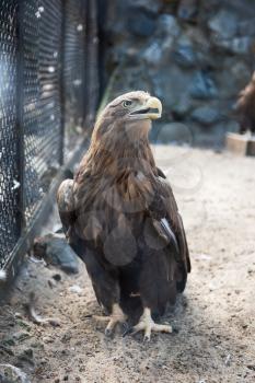 Beautiful eagle sitting at the zoo