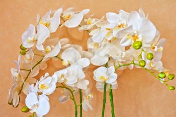 white orchid isolated on brown background