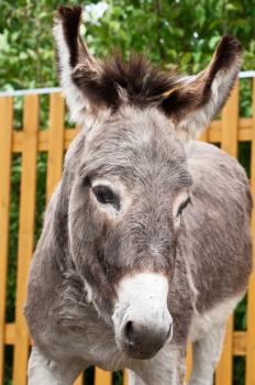 Donkey closeup portrait in sunny day