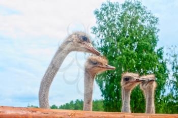 Froup of ostriches in sunny day