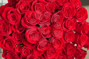 red natural roses for background