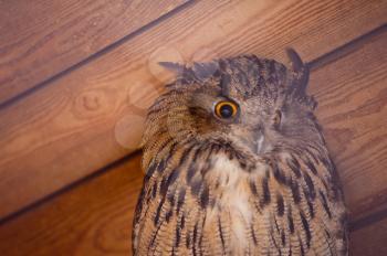 An eagle owl  closeup portrait