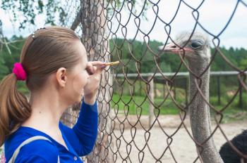 Young attractive woman feeding ostrich 