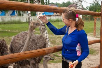 Young attractive woman feeding ostrich 