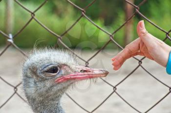 Woman hand and ostrich in sunny day