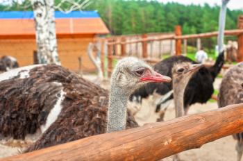 ostriches in sunny day in the farm