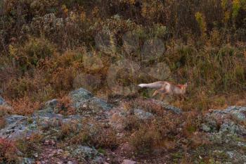 Red fox in autumn taiga